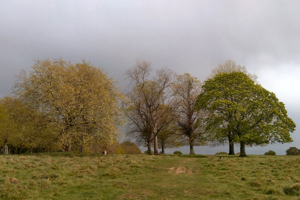 Trees on open grassland near the Tamsin Trail in Richmond Park.