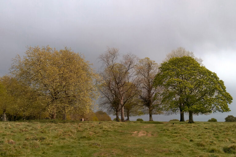 Trees on open grassland near the Tamsin Trail in Richmond Park.